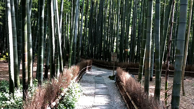 報国寺