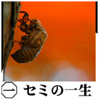 �ݖ�摜
