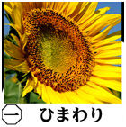 �ݖ�摜