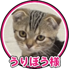 うりぼう様