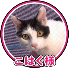 こはく様