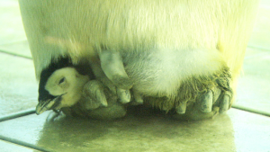 image009