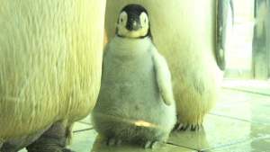 image011