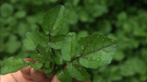 image017