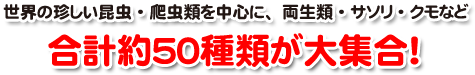 ���E�̒����������E঒��ނ𒆐S�ɁA�����ށE�T�\���E�N���Ȃǁ@���v��50��ނ���W��