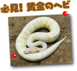 必見黄金のヘビ!
