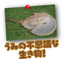 うみの不思議な生き物!