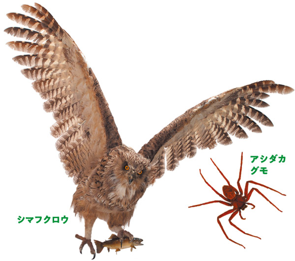 シマフクロウ、アシダカグモ
