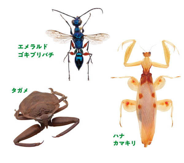 タガメ、エメラルドゴキブリバチ、ハナカマキリ