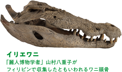 イリエワニ