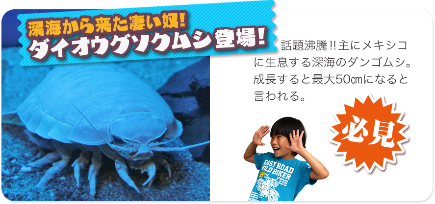 ダイオウグソクムシ