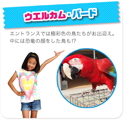 ウエルカム・バード