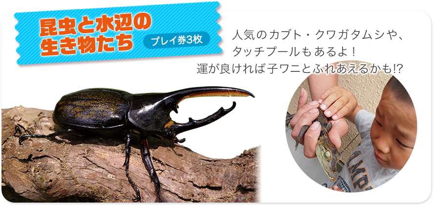 昆虫と水辺の生き物たち