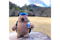 Wombat Craft Studio
