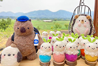 Wombat Craft Studio