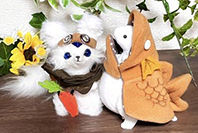 もけ舎としろいはね