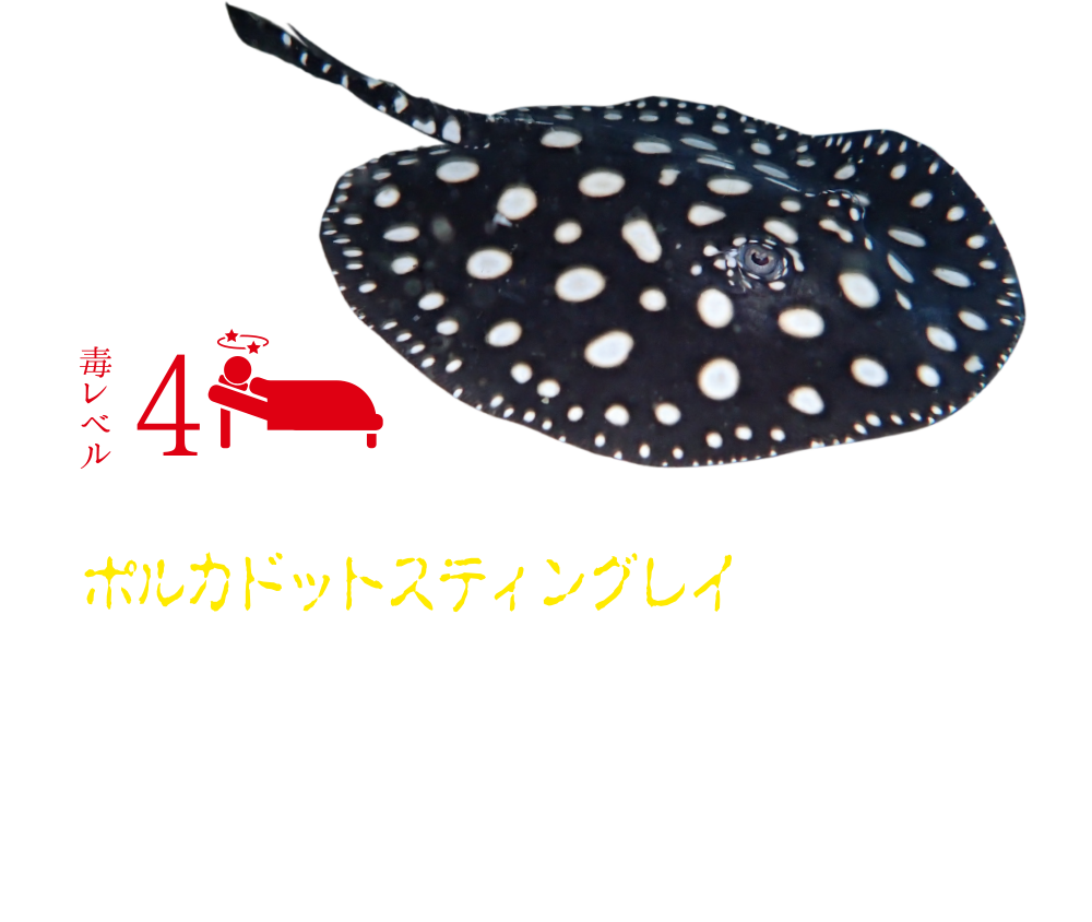 毒毒毒毒毒毒毒毒毒展 痛 もうどくてん2 テレビ大阪 毒毒毒毒毒毒毒毒毒展 痛 もうどくてん2 テレビ大阪