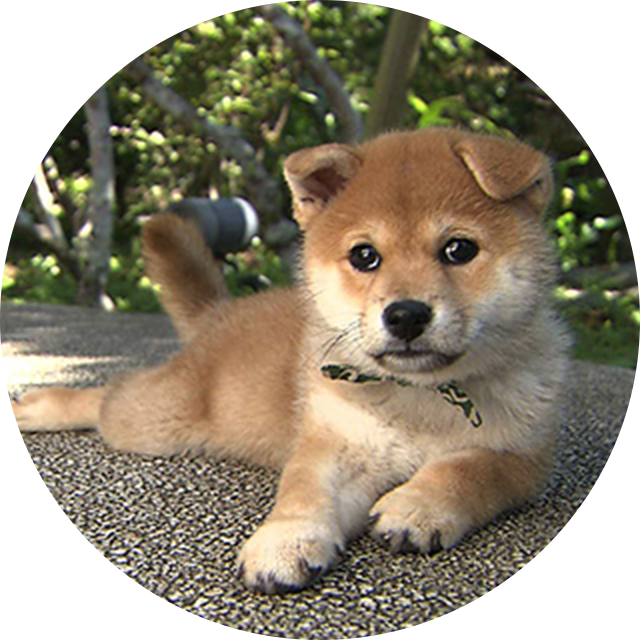 22代目