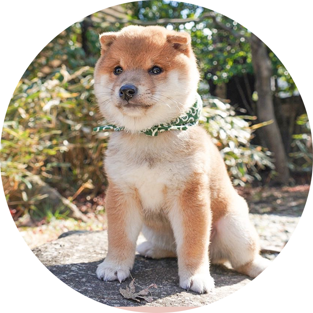 25代目