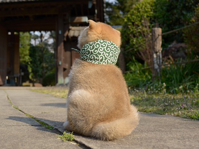 もふもふの後ろ姿は何代目？