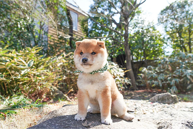 庭でお座りする25代目豆助