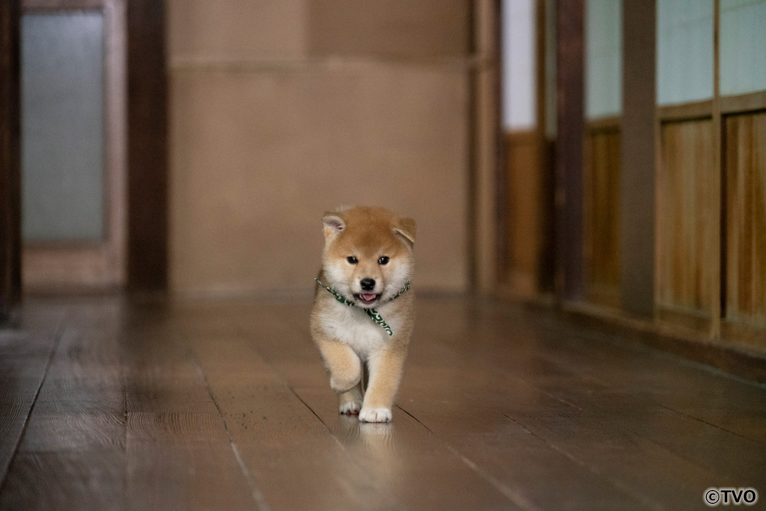 Mamesuke sales shiba inu