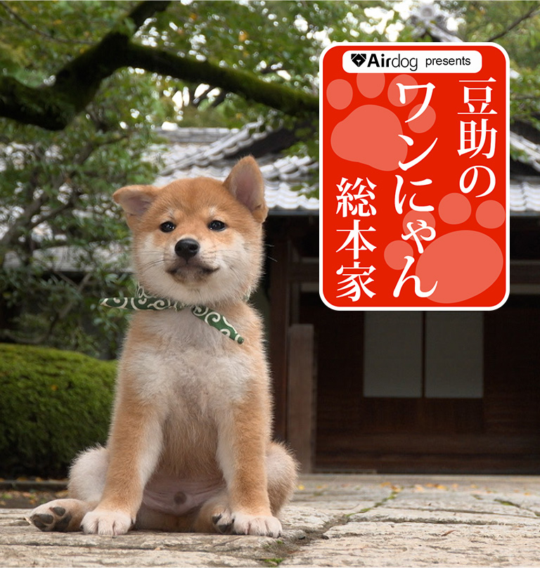 Airdogpresents 豆助のワンにゃん総本家