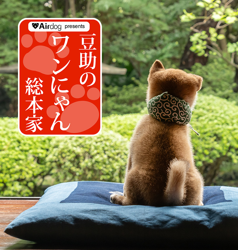 Airdogpresents 豆助のワンにゃん総本家