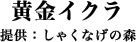 黄金イクラ　提供：しゃくなげの森