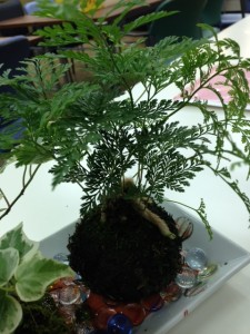 kokedama