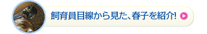 飼育員目線から見た、春子を紹介!