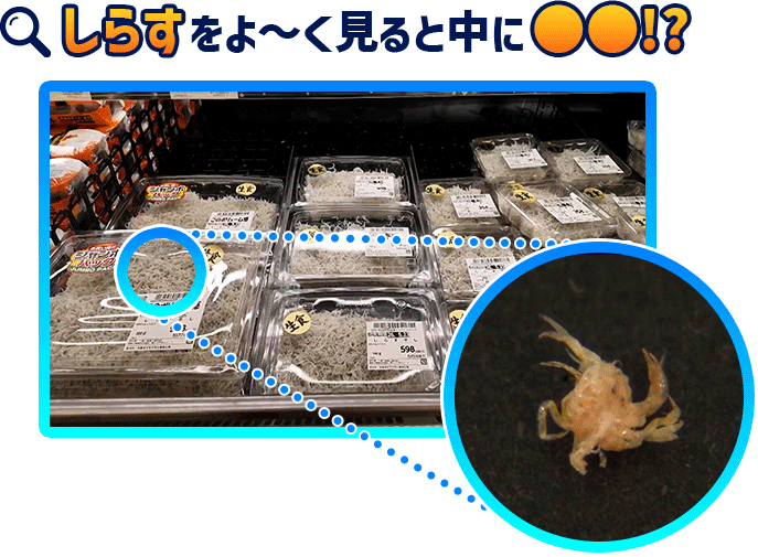 しらすをよ～く見ると中に●●!?