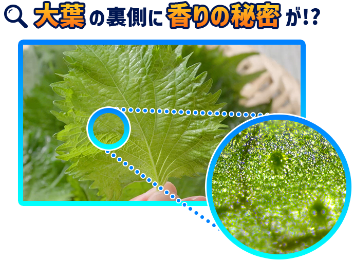 大葉の裏側に香りの秘密が!?