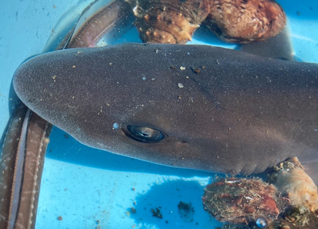 海の生き物たち