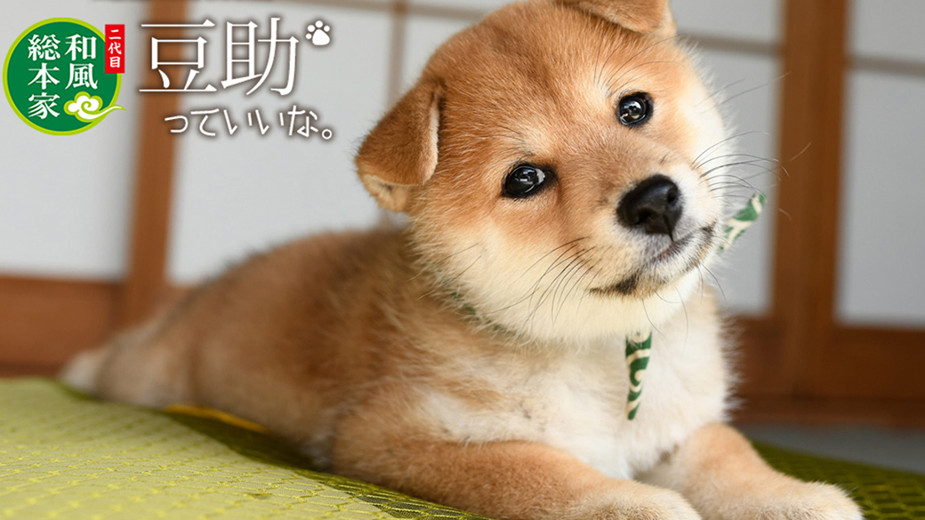 豆助っていいな。