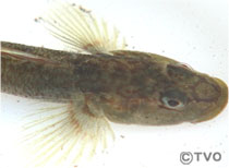 大和川に生息する生物