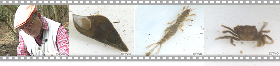 大和川・水生生物