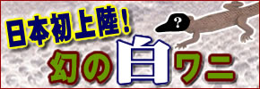 Q!̔j